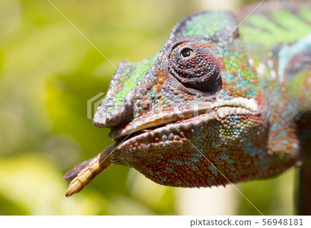 Panther chameleon Furcifer pardalis, hunting 56948181