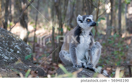 Famous Madagascar Maki lemur, Ring tailed lemur. Famous Madagascar Maki lemur, Ring tailed lemur. 56948190