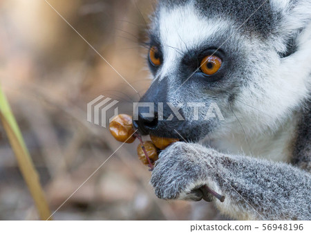 Famous Madagascar Maki lemur, Ring tailed lemur, Famous Madagascar Maki lemur, Ring tailed lemur, 56948196