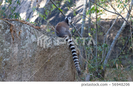 Famous Madagascar Maki lemur, Ring tailed lemur. 56948206