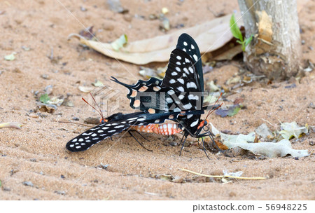 Butterfly-Papilio (Pharmacophagus Antenor) mating 56948225