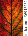 Color autumn leaf green red orange art abstract 56948282
