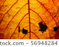 Color autumn leaf green red orange art abstract 56948284