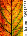 Color autumn leaf green red orange art abstract 56948285