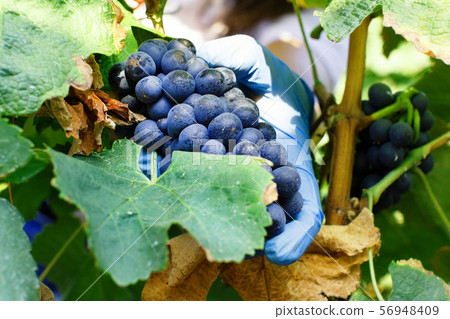 Man cutting white grapes with shears Man cutting white grapes with shears 56948409