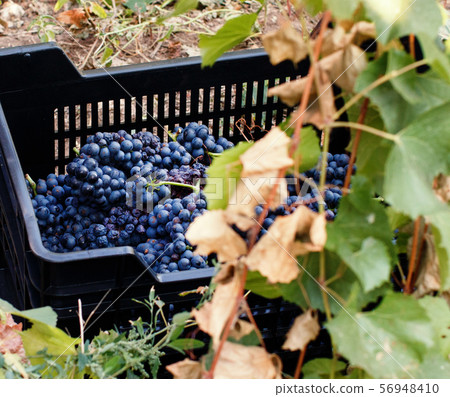 Vendemmia - grape harvest in a vineyard 56948410