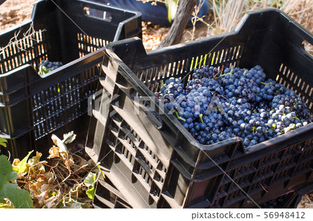 Vendemmia - grape harvest in a vineyard Vendemmia - grape harvest in a vineyard 56948412