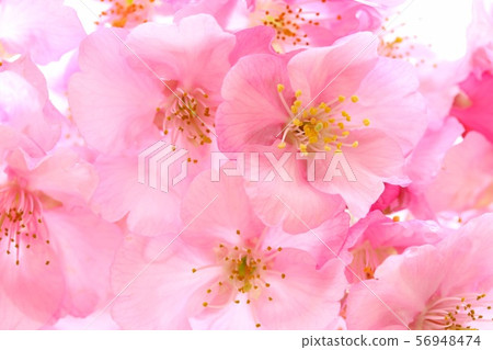 Kawazu櫻花瓣特寫鏡頭 56948474