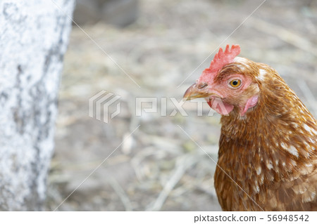 Single red hen portrait at yard.  56948542