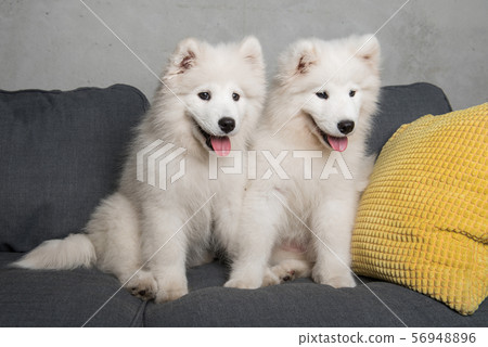 Two samoyed dogs puppies are sitting in the gray couch Two samoyed dogs puppies are sitting in the gray couch 56948896