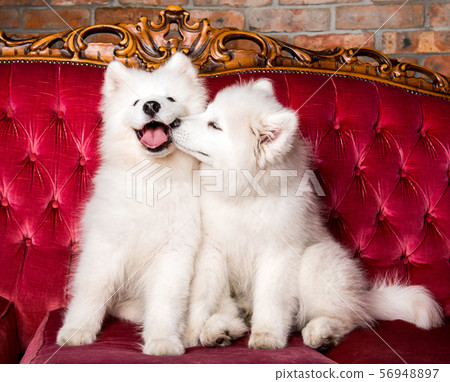Samoyed dogs are kissing on the red luxury couch Samoyed dogs are kissing on the red luxury couch 56948897