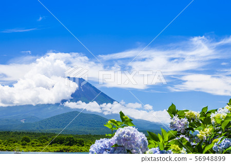 富士山,繡球花和雲 富士山,繡球花和雲 56948899