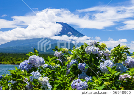 富士山,繡球花和雲 富士山,繡球花和雲 56948900