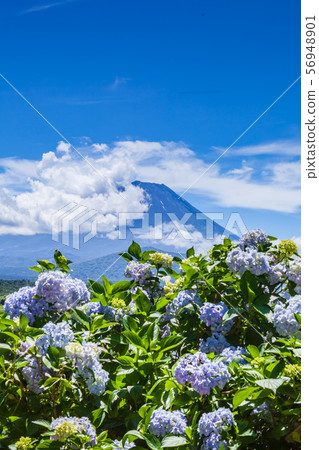 富士山,繡球花和雲 富士山,繡球花和雲 56948901