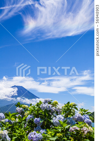 富士山和繡球花 富士山和繡球花 56948903