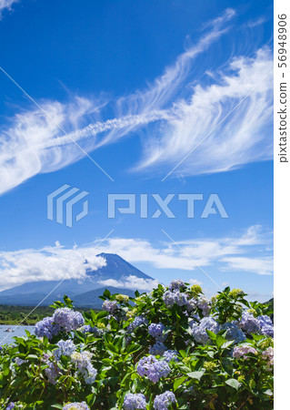 Mount Fuji, hydrangea and clouds Mount Fuji, hydrangea and clouds 56948906