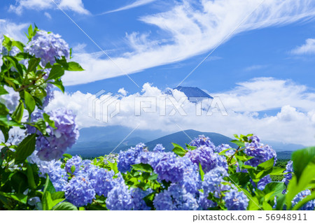 富士山，繡球花和雲 56948911