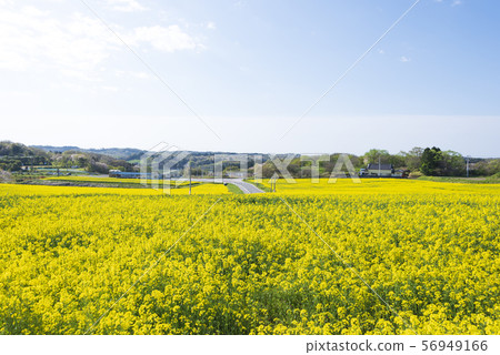 Rape field, rape blossoms, sunflower hill, Sanbongi, spring 56949166