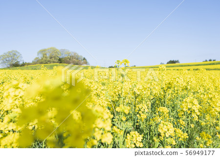 油菜田，油菜花，向日葵山，Sanbongi，春天 56949177