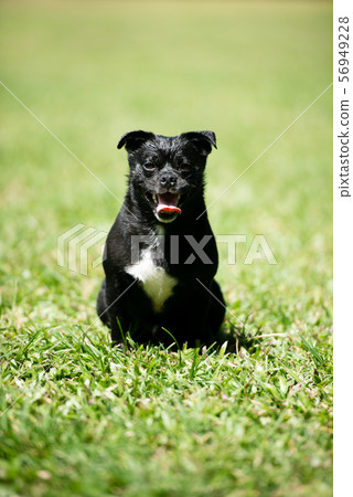 Laughing dog 56949228