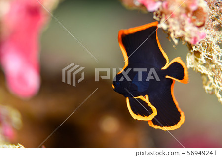 紅臉紅魚 紅臉紅魚 56949241