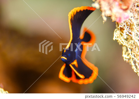 紅臉紅魚 紅臉紅魚 56949242