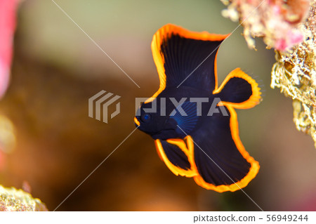 紅臉紅魚 紅臉紅魚 56949244