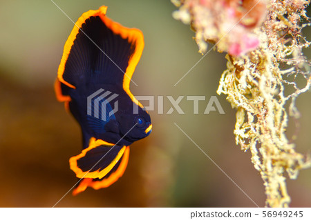 紅臉紅魚 紅臉紅魚 56949245