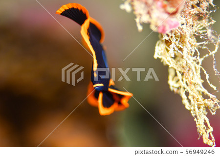 紅臉紅魚 紅臉紅魚 56949246