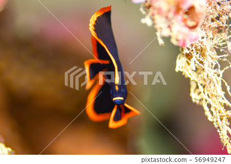 紅臉紅魚 紅臉紅魚 56949247