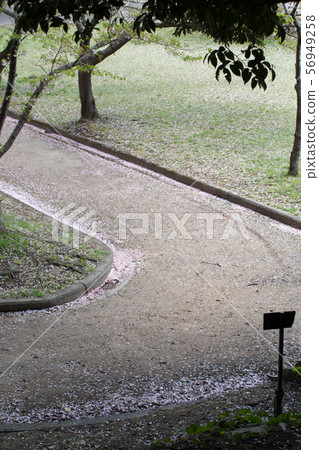 櫻花降雪邊路在Shizuki公園 56949258