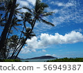 Palm tree and blue sky 56949387