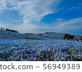 Soap bubbles and flowers 56949389