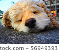 Crushing cute dog 56949393