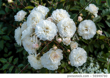 Russia. Lomonosov. Beautiful Bush roses near the big Menshikov Palace in Oranienbaum Park. Russia. Lomonosov. Beautiful Bush roses near the big Menshikov Palace in Oranienbaum Park. 56949780