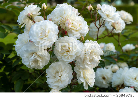 Russia. Lomonosov. Beautiful Bush roses near the big Menshikov Palace in Oranienbaum Park. 56949783