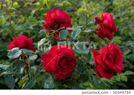 Russia. Lomonosov. Beautiful Bush roses near the big Menshikov Palace in Oranienbaum Park. 56949784