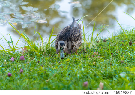Russia. Lomonosov. Duck on the grass in Oranienbaum Park near the pond. Russia. Lomonosov. Duck on the grass in Oranienbaum Park near the pond. 56949887