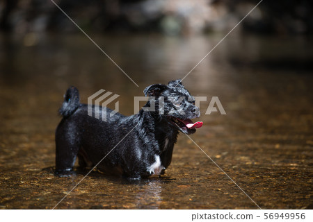 Staring dog 56949956