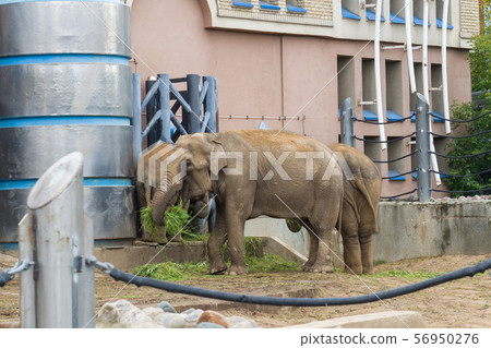 Family of Indian elephants at Moscow zoo, Russia. Family of Indian elephants at Moscow zoo, Russia. 56950276