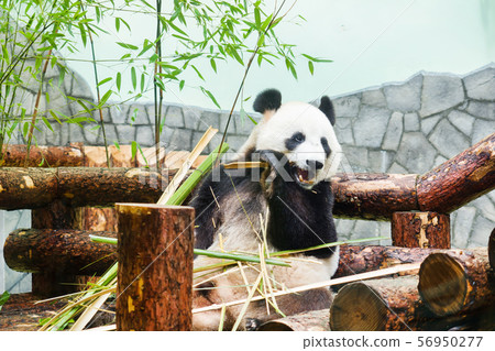 Funny big Panda sitting on the logs and eating bamboo. Panda in the Moscow zoo, Russia. 56950277