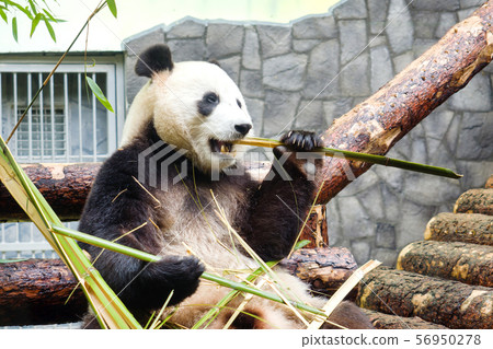Funny big Panda sitting on the logs and eating bamboo. Panda in the Moscow zoo, Russia. Funny big Panda sitting on the logs and eating bamboo. Panda in the Moscow zoo, Russia. 56950278