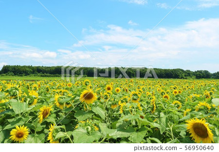 向日葵夏天風景Genki Kashiwagi 向日葵夏天風景Genki Kashiwagi 56950640