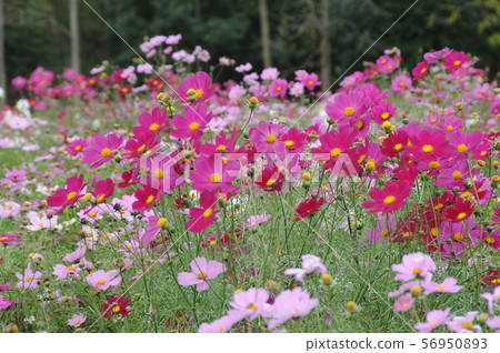 波斯菊宇宙在Bikita多小山公園 56950893
