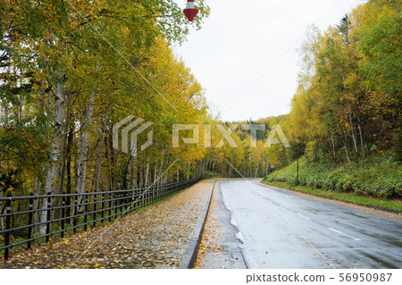 Autumn road in the depths of wet mountains Autumn road in the depths of wet mountains 56950987