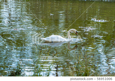 Russia. Lomonosov. White Swan swimming in the pond parov Oranienbaum in Lomonosov. 56951006
