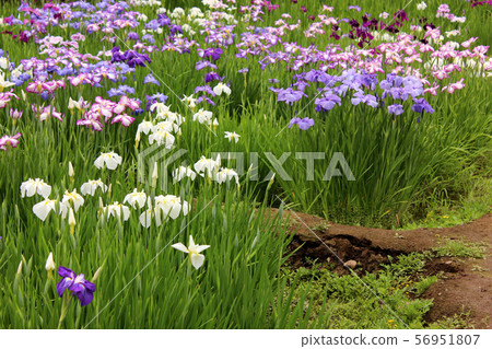 小石川後樂園的Hanashobu盛開（2） 56951807