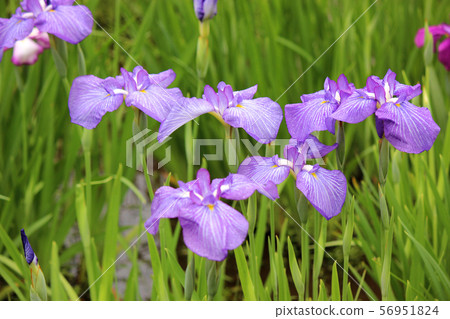 花瓣在綠葉中閃耀（5） 56951824