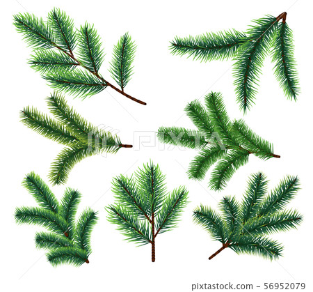 Pine tree branches. Christmas fir tree branch. Vector xmas decorarion elements Pine tree branches. Christmas fir tree branch. Vector xmas decorarion elements 56952079