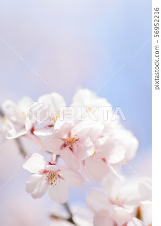 Sakura (Matsumoto City, Nagano Prefecture) 56952216